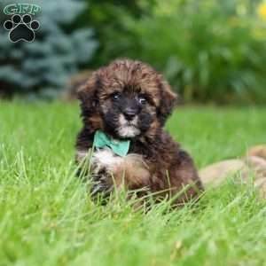 Frankie, Havapoo Puppy